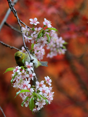 冬桜と紅葉とメジロ