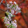 冬桜と紅葉とメジロ