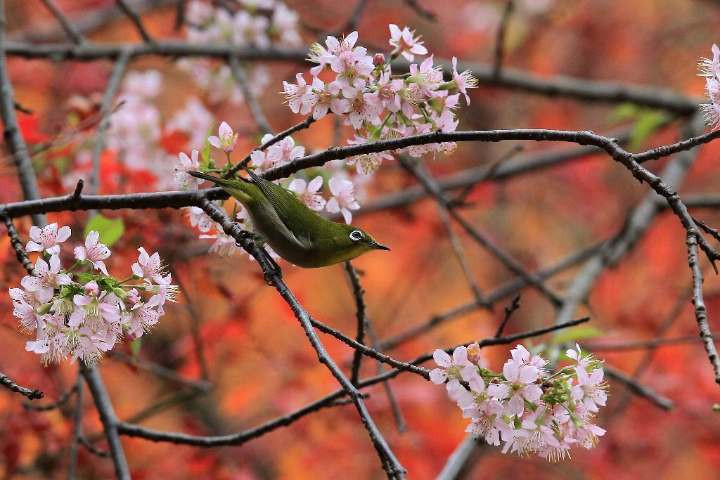 冬桜と紅葉とメジロ