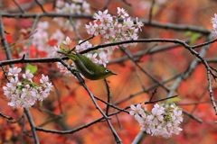 冬桜と紅葉とメジロ