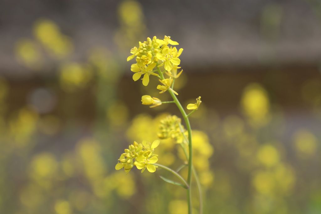 菜の花