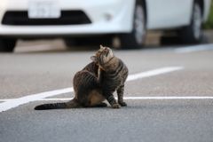 猫さん