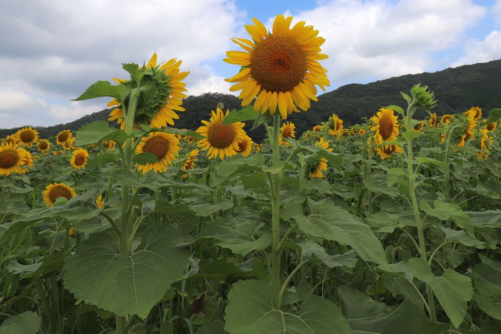 向日葵畑