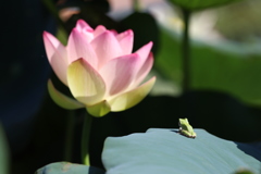 蓮とアマガエル