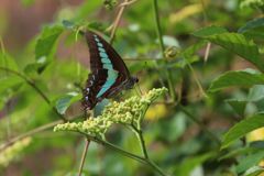 アオスジアゲハ