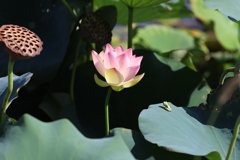 蓮とアマガエル