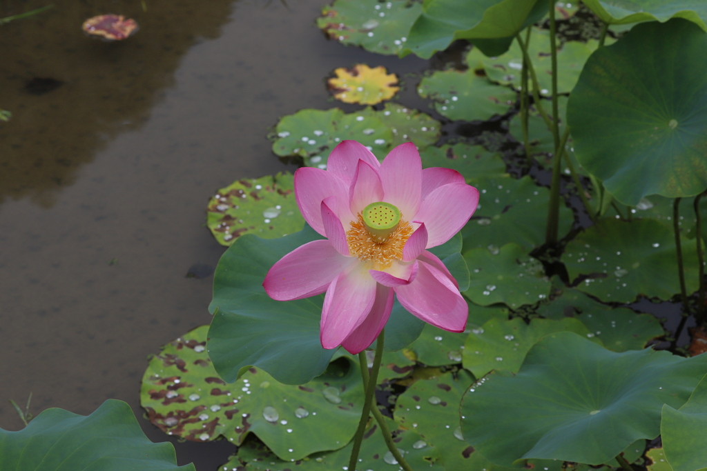 蓮の花