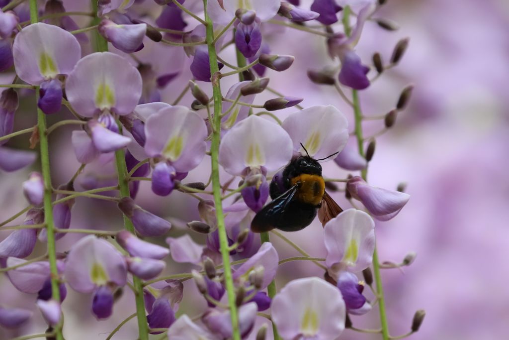 熊蜂