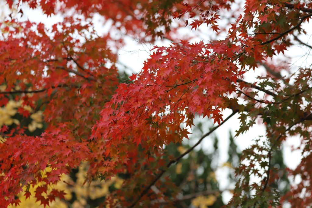 紅葉狩り