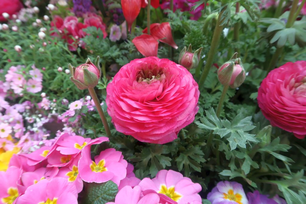 ラナンキュラス