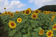 向日葵畑
