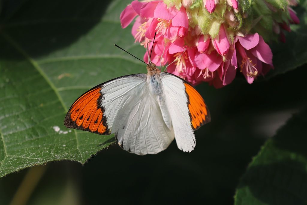 ツマベニチョウ