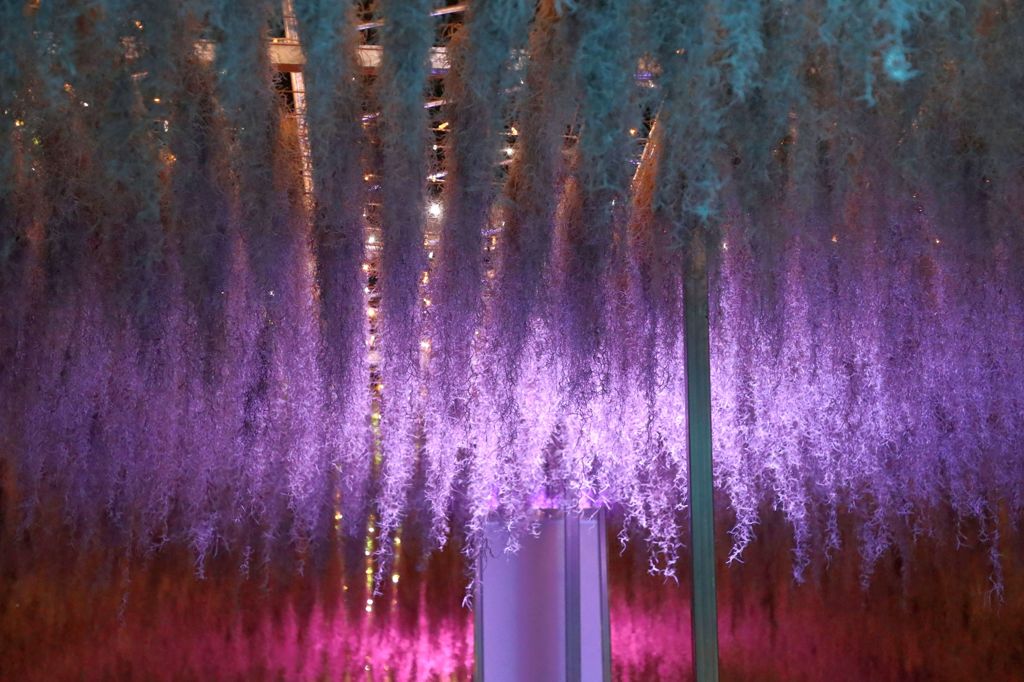 空中植物と光のトンネル