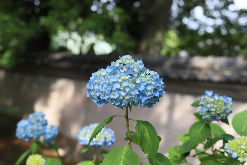 紫陽花