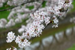 桜