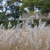 公園