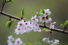 桜