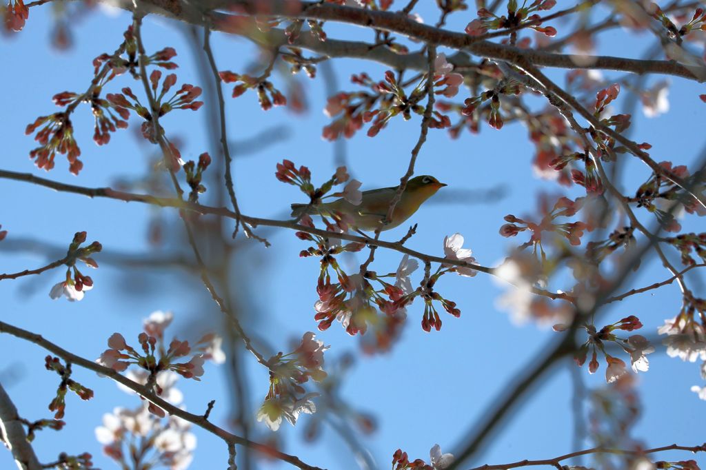 桜とメジロ