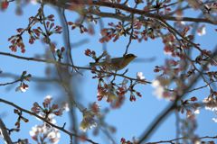 桜とメジロ