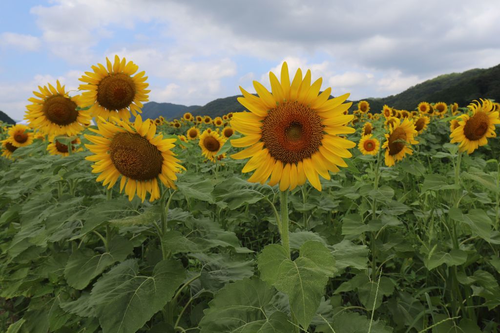 向日葵畑