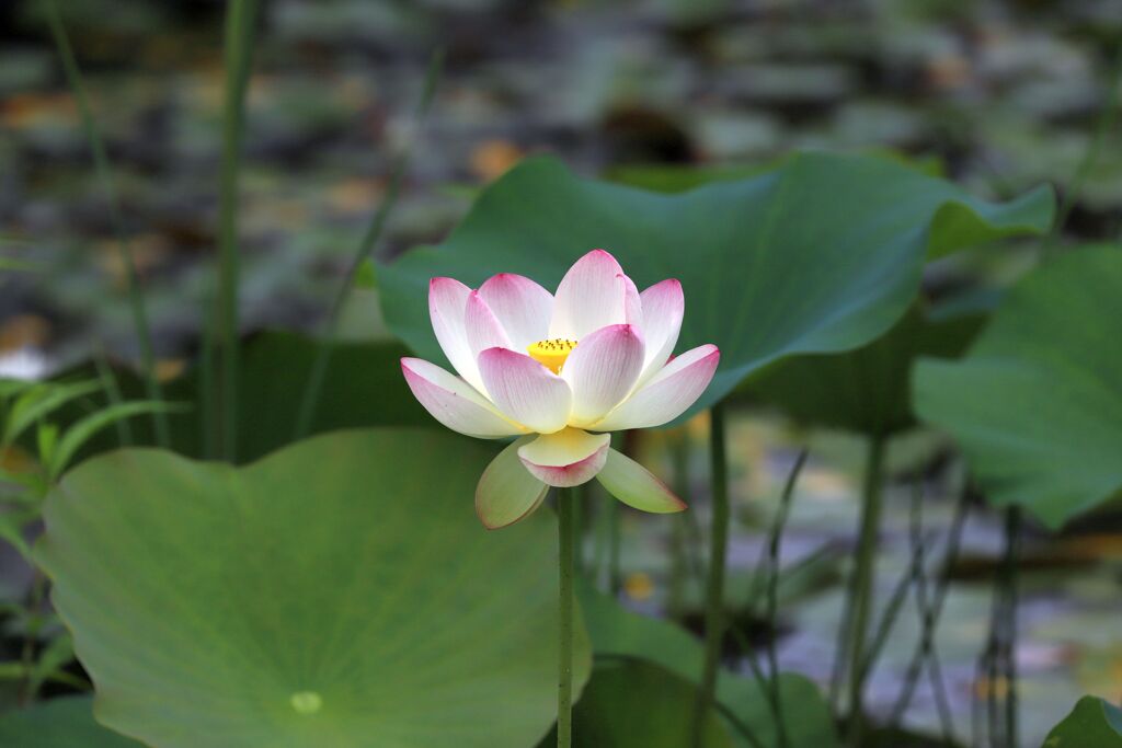 蓮の花