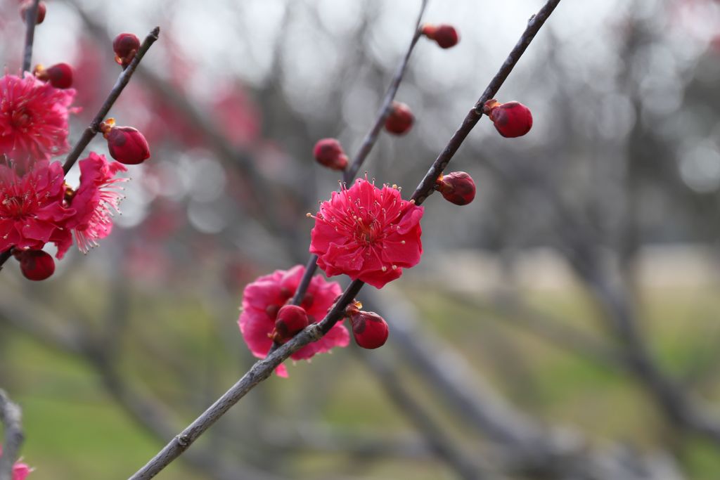 梅の花・緋の司