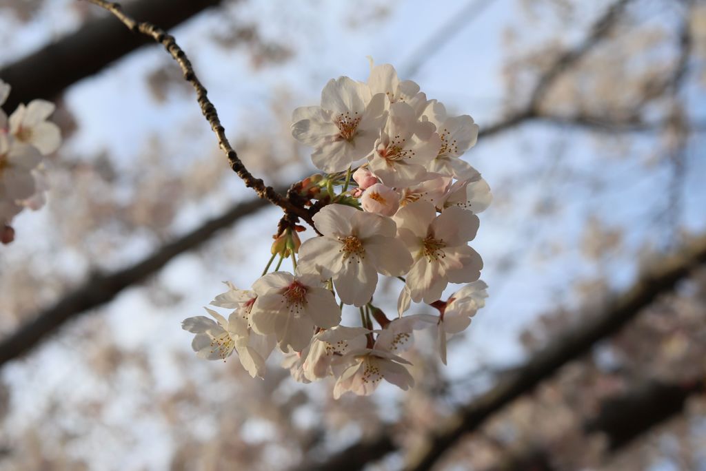 桜