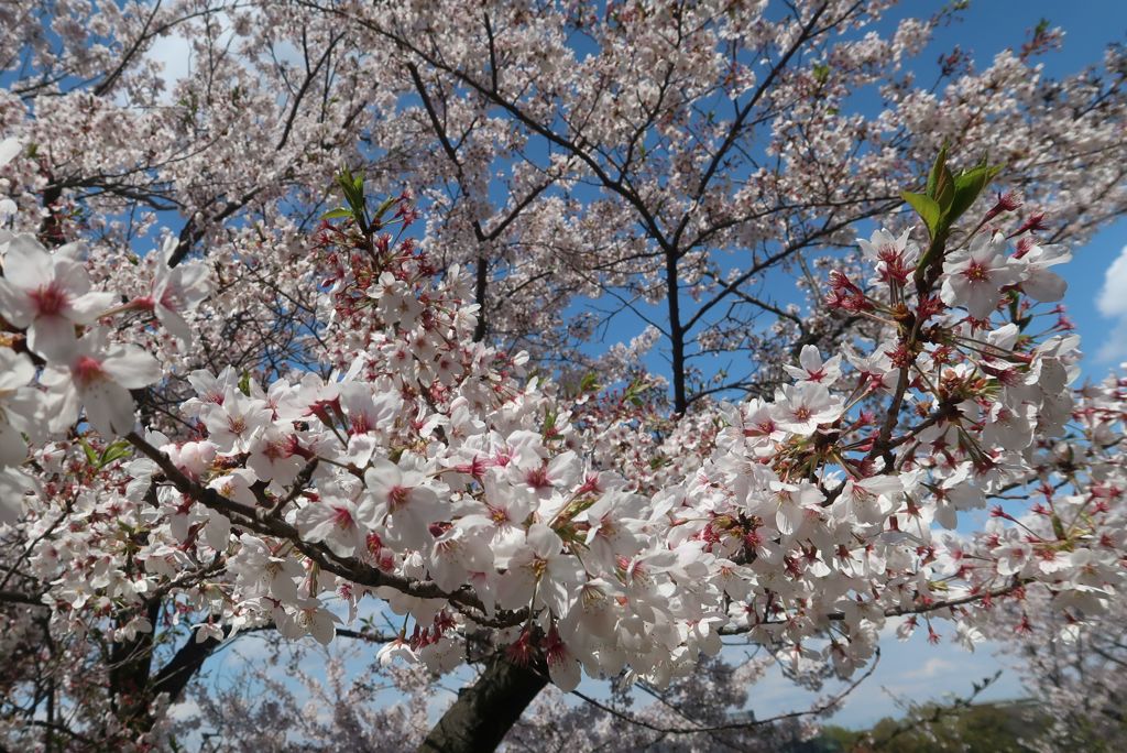 桜