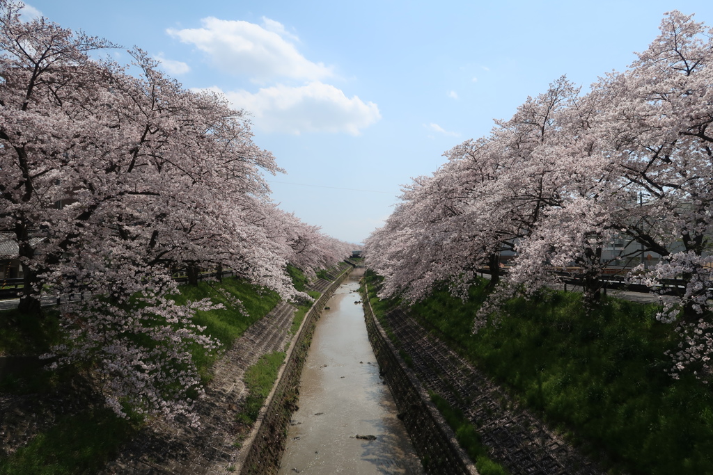 佐保川の桜