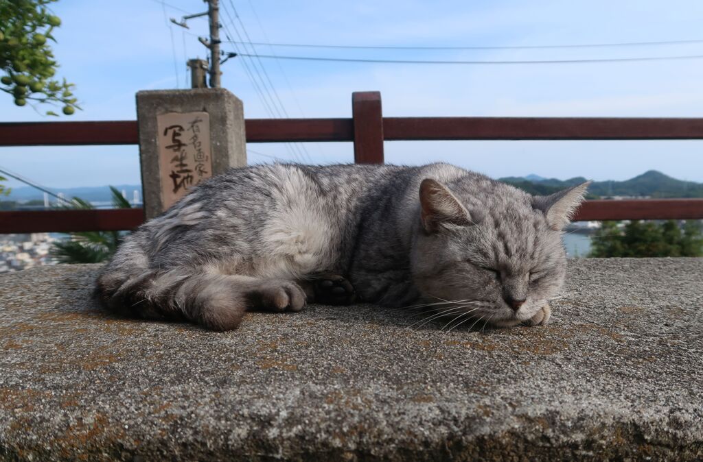 尾道の猫ちゃん