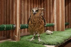 マレーウオミミズク