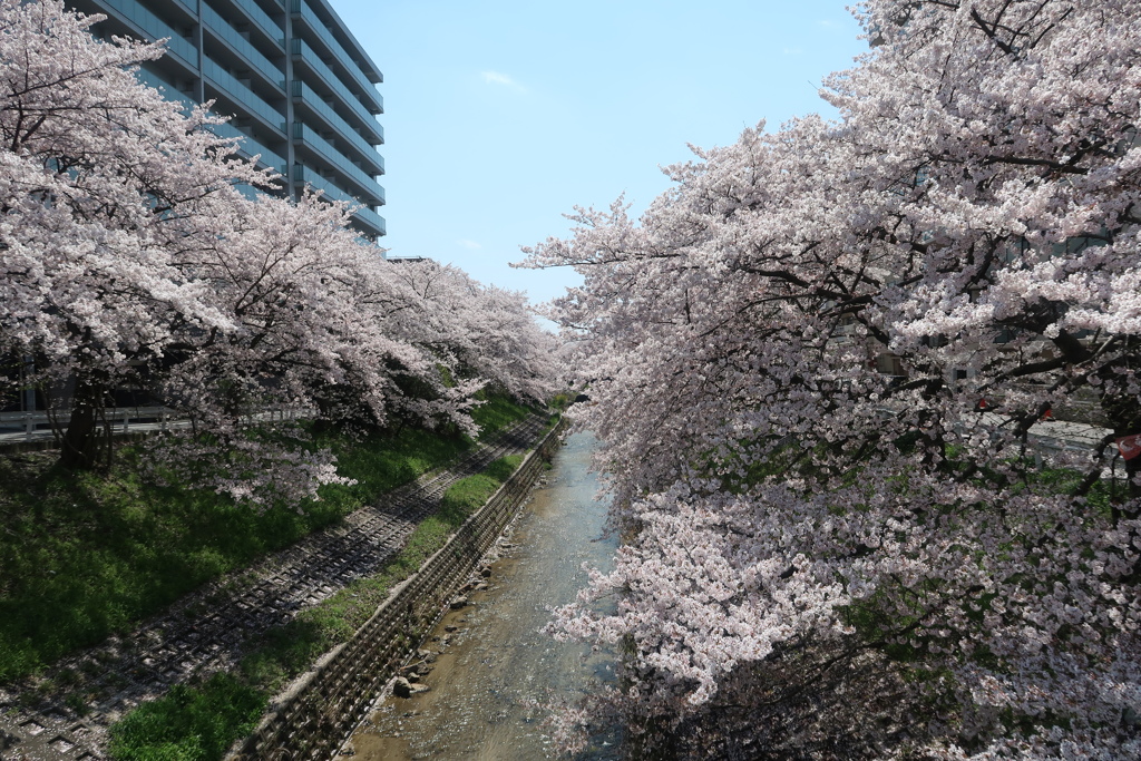 佐保川の桜