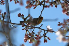 桜とメジロ