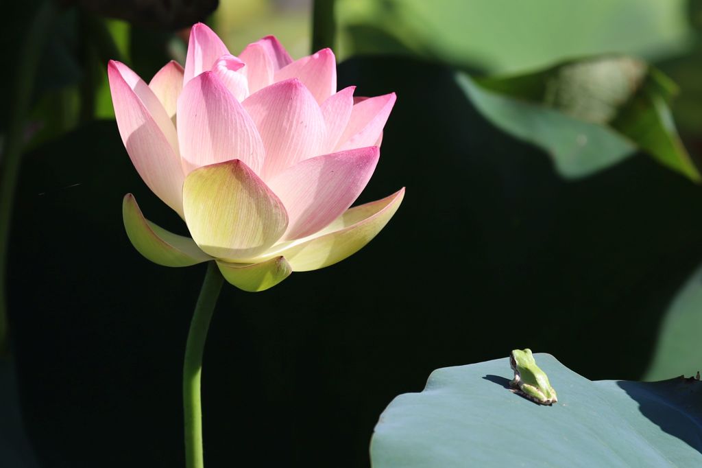 蓮とアマガエル