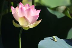 蓮とアマガエル