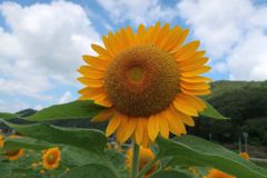 向日葵