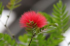 アカバナブラッシマメ