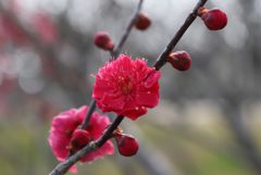 梅の花・緋の司