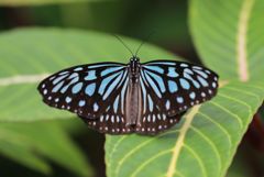 リュウキュウアサギマダラ