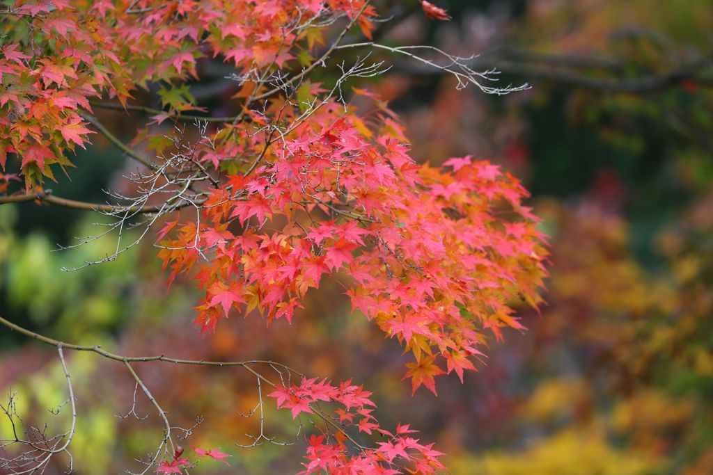 紅葉狩り