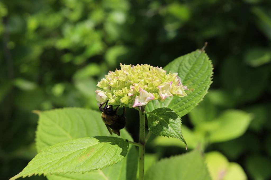 熊蜂と紫陽花