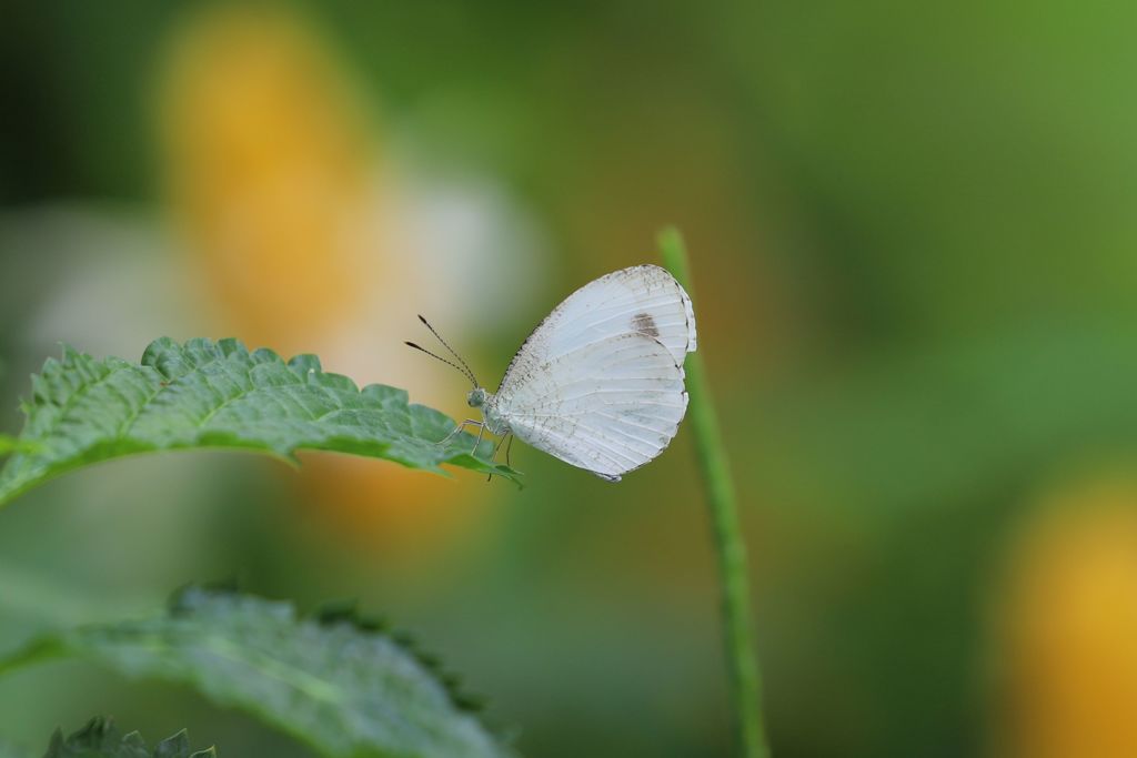 クロテンシロチョウ