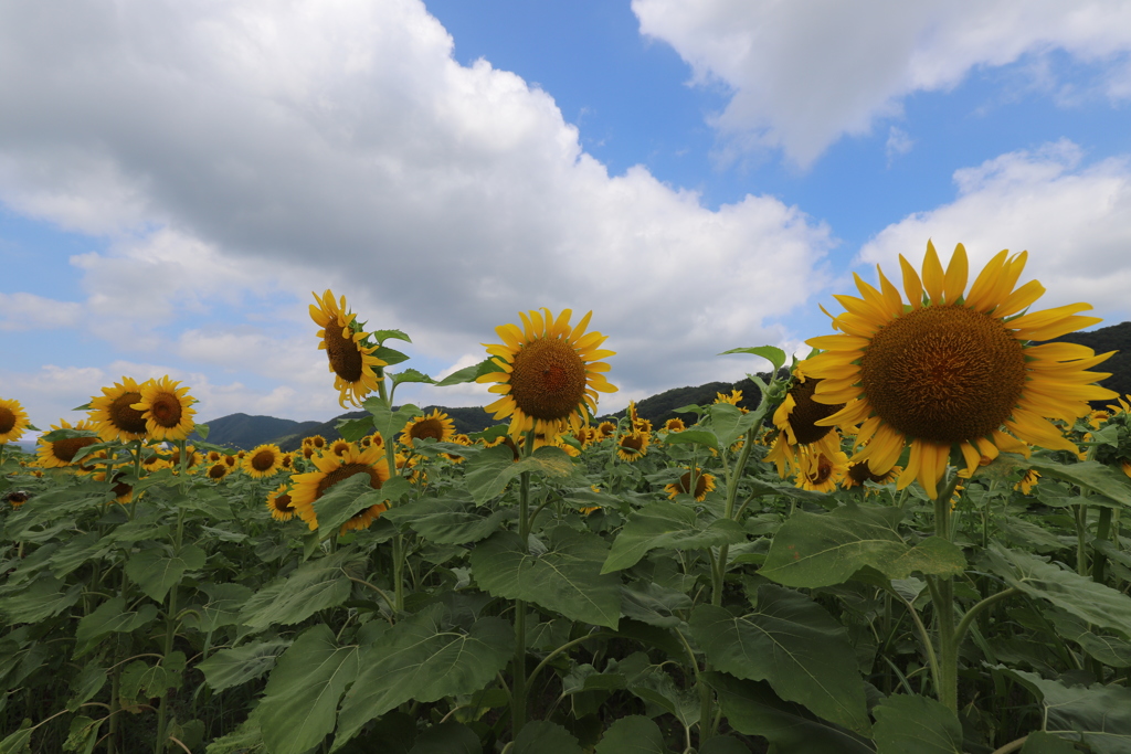 向日葵畑