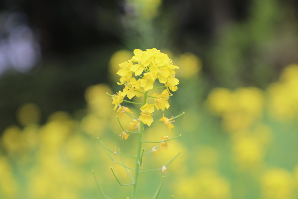 菜の花