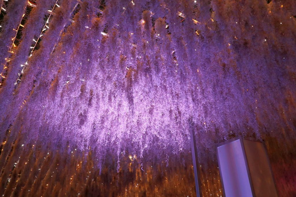 空中植物と光のトンネル