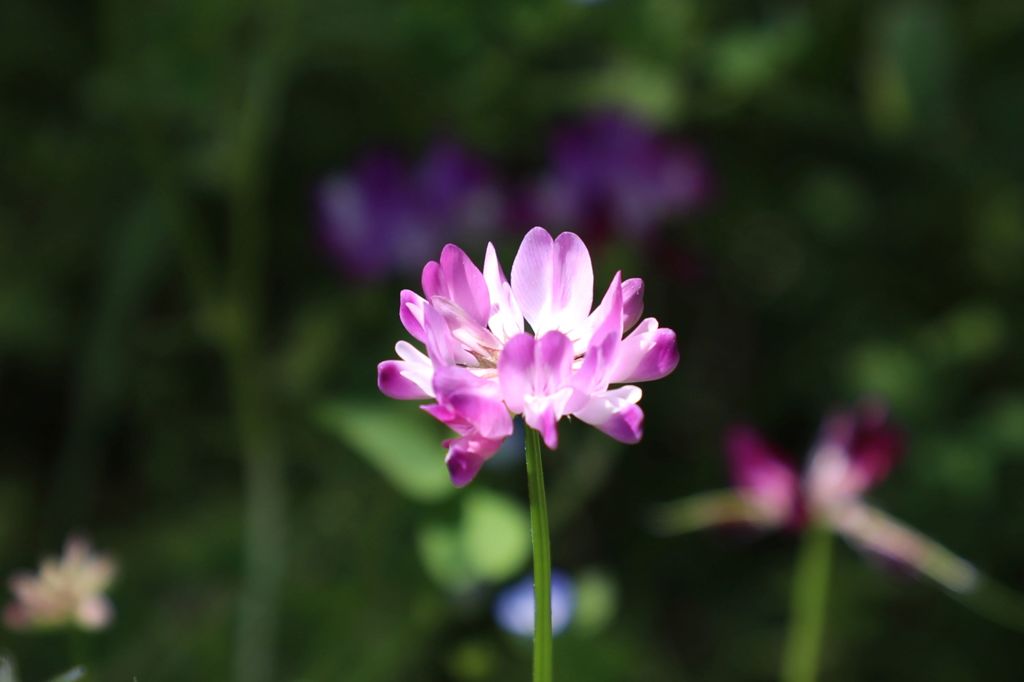蓮華草