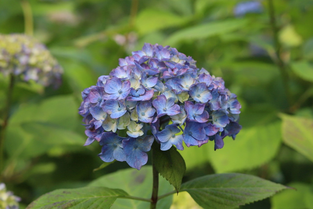 紫陽花