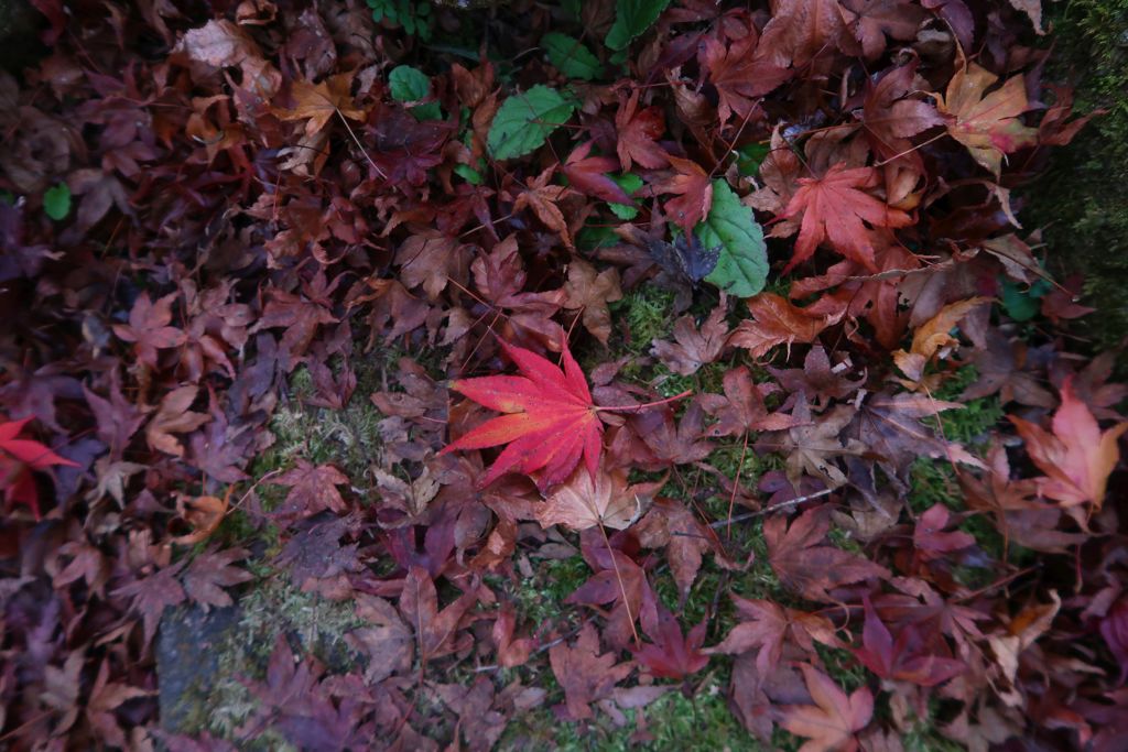 落葉