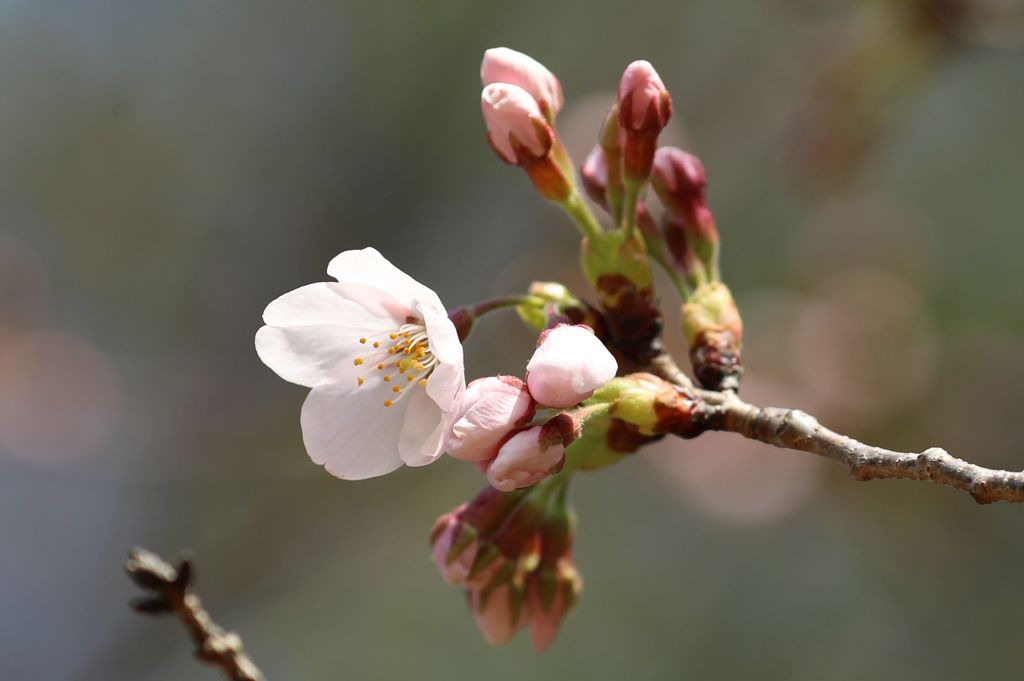 桜