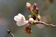 桜